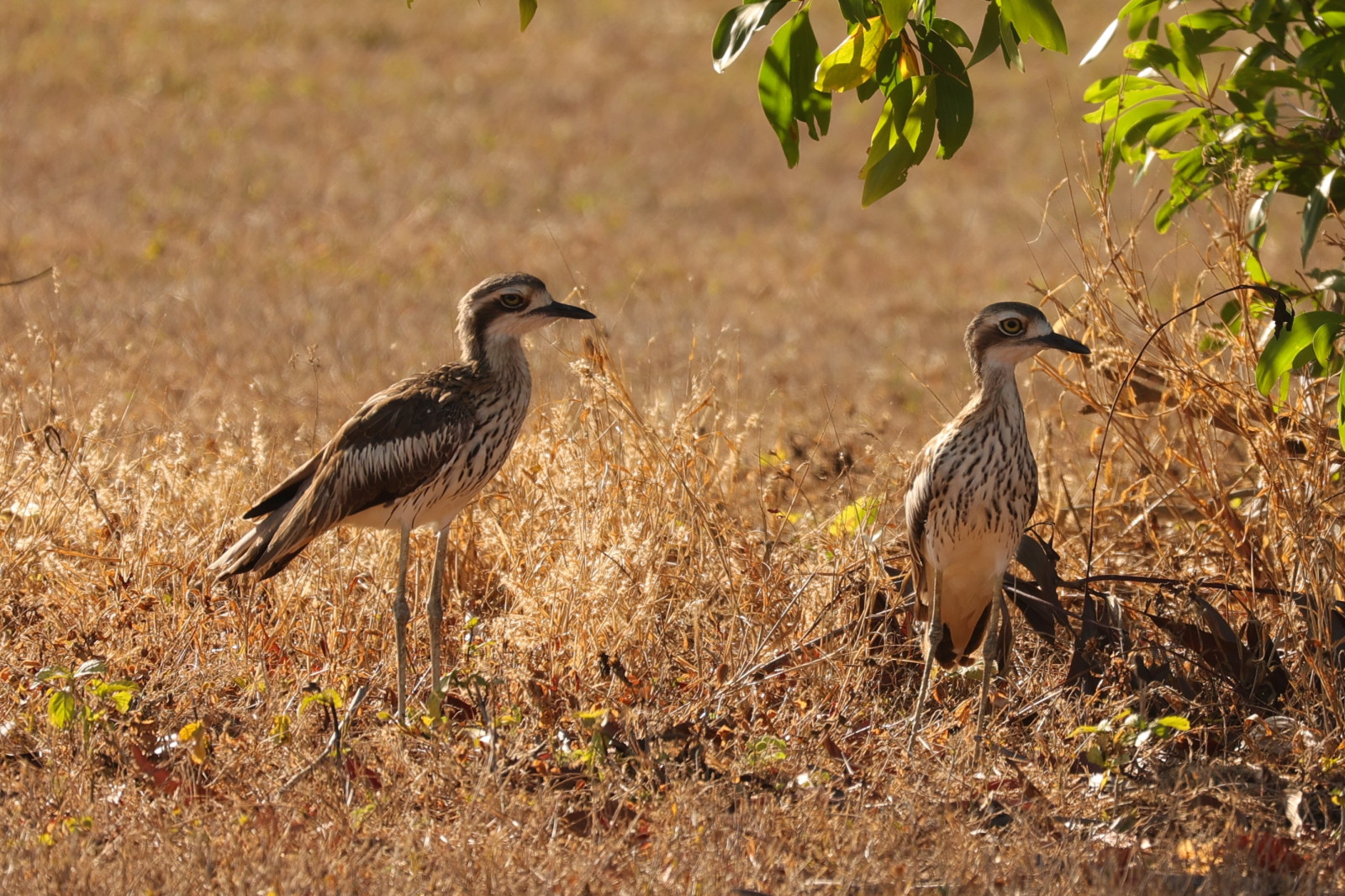 image Bush Stone-Curlew